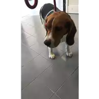 Foto dell\'animale cane - Matr. 2020/0875 - Microchip 380260101246657