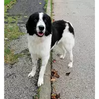 Foto dell\'animale cane - Matr. 2020/0877 - Microchip 380260043708338