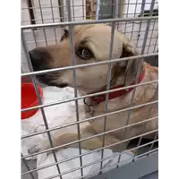 Foto dell\'animale cane - Matr. 2019/0655 - Microchip 380260043872876