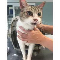Foto dell\'animale gatto - Matr. 2020/0882 - Microchip 380260043708385