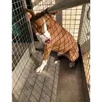 Foto dell\'animale cane - Matr. 2020/0883 - Microchip 380260042738738