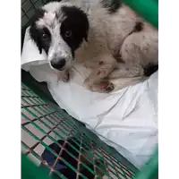 Foto dell\'animale cane - Matr. 2020/0884 - Microchip 380260043707959