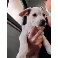 Foto dell\'animale cane - Matr. 2020/0885 - Microchip 380260043706488