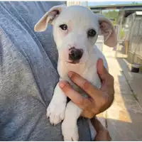 Foto dell\'animale cane - Matr. 2020/0886 - Microchip 380260043707307