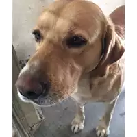 cane - Matr. 2017/0459 - Microchip 380260043147634