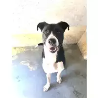 cane - Matr. 2020/0969 - Microchip 380260043631603