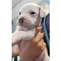 cane - Matr. 2020/0981 - Microchip 380260044280765