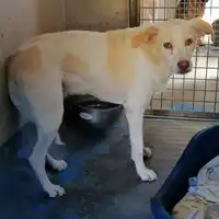 cane - Matr. 2020/1104 - Microchip 380260040638228