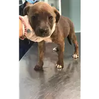cane - Matr. 2020/1172 - Microchip 380260044280574