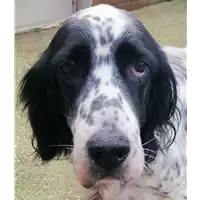 cane - Matr. 2020/1182 - Microchip 380260100644213