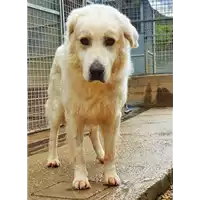 cane - Matr. 2020/1404 - Microchip 380260043847199