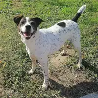 cane - Matr. 2019/2017 - Microchip 380260043872809