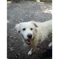 cane - Matr. 2020/0729 - Microchip 380260043708137