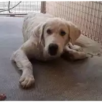 cane - Matr. 2020/1425 - Microchip 380260043853218