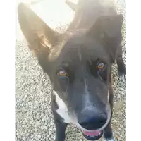 cane - Matr. 2020/0239 - Microchip 380260043534583