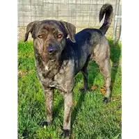 cane - Matr. 2020/1470 - Microchip 380260043770183