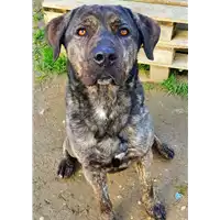 cane - Matr. 2020/1470 - Microchip 380260043770183