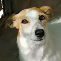 cane - Matr. 2020/0699 - Microchip 380260043707723