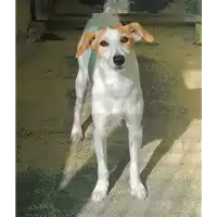 cane - Matr. 2020/0699 - Microchip 380260043707723