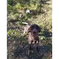 cane - Matr. 2020/1544 - Microchip 380260043709658
