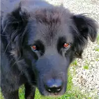cane - Matr. 2020/1021 - Microchip 380260044280440