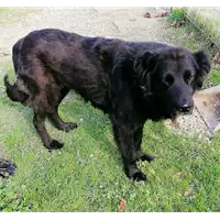 cane - Matr. 2020/1021 - Microchip 380260044280440