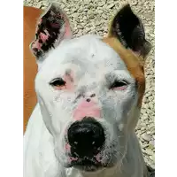 cane - Matr. 2020/1744 - Microchip 380260002244125