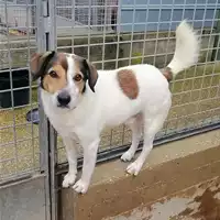 cane - Matr. 2020/1289 - Microchip 380260043631557