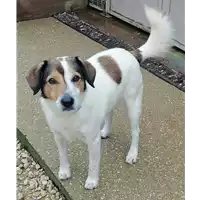 cane - Matr. 2020/1289 - Microchip 380260043631557
