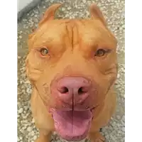 cane - Matr. 2021/0072 - Microchip 380260044449110