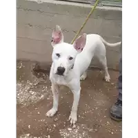 cane - Matr. 2021/0117 - Microchip 380260044281015