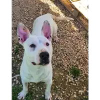 cane - Matr. 2021/0117 - Microchip 380260044281015