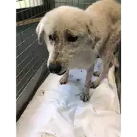 cane - Matr. 2021/0146 - Microchip 380260044280039