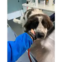 cane - Matr. 2021/0421 - Microchip 380260044278609