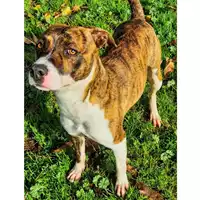 cane - Matr. 2020/1357 - Microchip 380260043632301