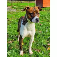 cane - Matr. 2020/1357 - Microchip 380260043632301