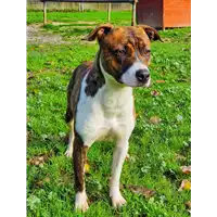 cane - Matr. 2020/1357 - Microchip 380260043632301