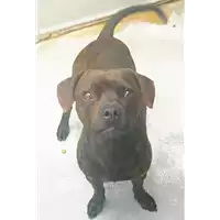 cane - Matr. 2021/0433 - Microchip 380260044280510