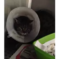 gatto - Matr. 2017/0627 - Microchip 380260043154044