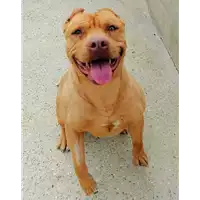 cane - Matr. 2017/0758 - Microchip 380260100309497