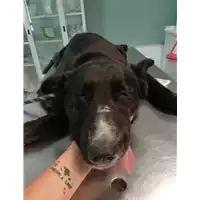 cane - Matr. 2021/0614 - Microchip 380260044551350