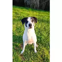 cane - Matr. 2024/0641 - Microchip 380260101814808