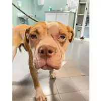cane - Matr. 2024/1302 - Microchip 380260044981190