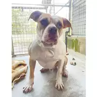 cane - Matr. 2024/1302 - Microchip 380260044981190