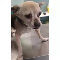 cane - Matr. 2024/0839 - Microchip 380260044980238