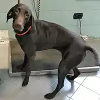 cane - Matr. 2019/0311 - Microchip 380260002581544