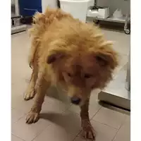 cane - Matr. 2024/1481 - Microchip 380260044997829