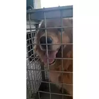 cane - Matr. 2024/1481 - Microchip 380260044997829