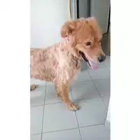 cane - Matr. 2024/1481 - Microchip 380260044997829