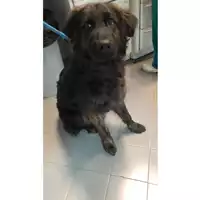 cane - Matr. 2023/0521 - Microchip 380260044932157
